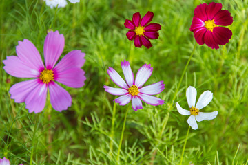 Mexican Diasy Purple flowers