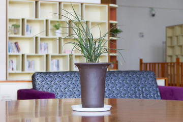 Tree in a pot in the library.