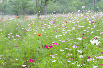 Mexican Diasy Purple flowers