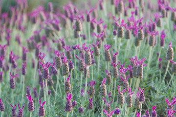 Fototapeta premium Lavender in the field