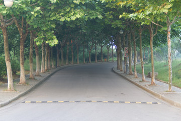 Trees on both sides of the road