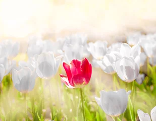 Gordijnen One red tulip standout from other white gray color  be unique confident, different concept © IamJoyful