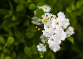 Beautiful flowers white rose in the garden. 