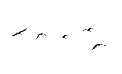 Flock of swans isolated on white background