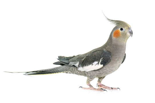 Fototapeta cockatiel in studio