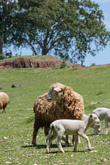 Obraz premium OVINOCULTURA