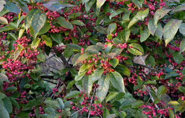秋、深紅に色どられた、ヒロツリバナ