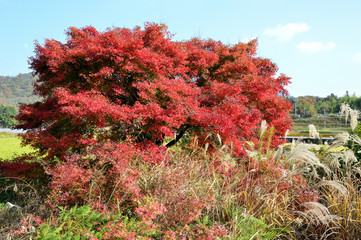 秋晴れの日に、光り輝く紅葉