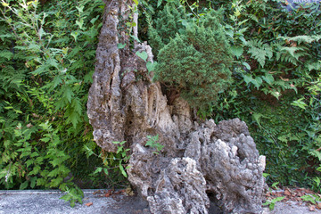 Rock covered with weeds