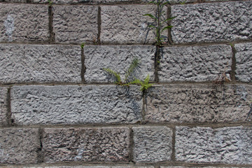 grass was born on a brick wall.