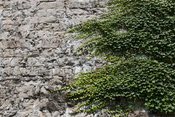 Vine on brick wall