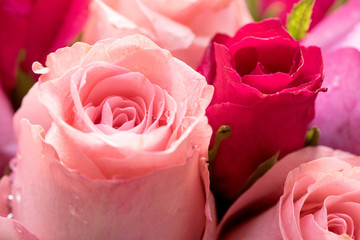 beautiful pink and red roses background,close up.