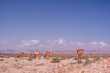 Fototapeta na wymiar Camels grazing in the desert. On the foreground there are mountains. Desert dry terrain on a sunny morning. 