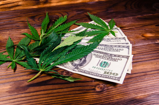 Leaves of the cannabis plant and one hundred dollar bills on wooden table