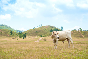 Cow in the meadows grass land farm.