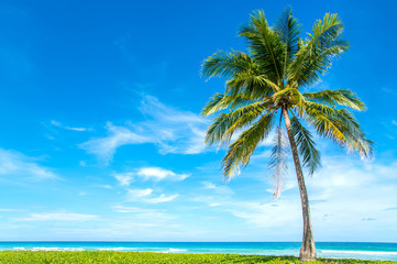 Coconut Palm trees on white sandy beach.