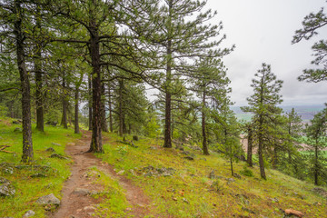 Fototapeta na wymiar A path in the fairy green forest. Pine Ridge Trail, Kamiak Butte State Park, Whitman County, Washington, USA