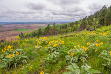 Wildflowers along a beautiful Pine Ridge Trail, Kamiak Butte State Park, Whitman County, Washington, USA
