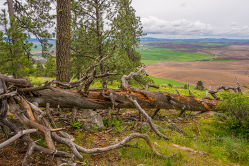 Fallen trees along a beautiful Pine Ridge Trail, Kamiak Butte State Park, Whitman County, Washington, USA