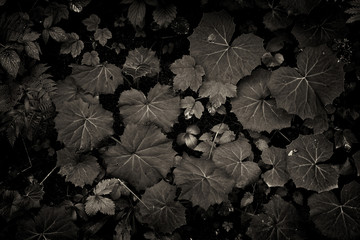Leaves of plants under the canopy of the forest