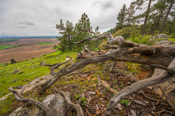 Fallen trees along a beautiful Pine Ridge Trail, Kamiak Butte State Park, Whitman County, Washington, USA