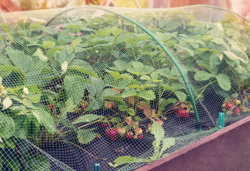 Protection of strawberry crop netting in the garden in the garden.