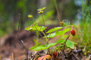Strawberries