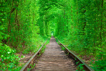 Fototapeta premium a railway in the spring forest tunnel of love