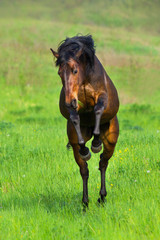 Fototapeta na wymiar Bay horse run in motion outdoor