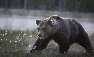 Fototapeta na wymiar wild brown bear