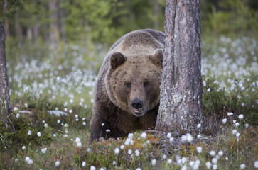wild brown bear