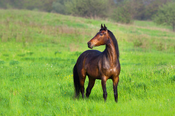 Bay horse run in motion outdoor