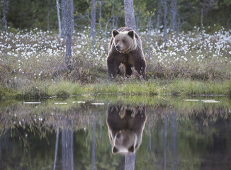 Obraz na płótnie Canvas wild brown bear