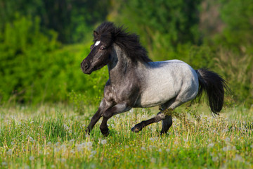 Obraz na płótnie Canvas Beautiful grey pony with long mane run gallop