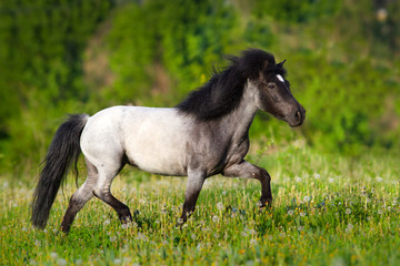 Beautiful grey pony with long mane trotting