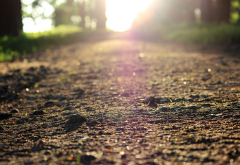 Evening Gatchina Park is lit by the summer sun.The path with gravel in the Gatchina Park from a low angle is illuminated by the setting sun.