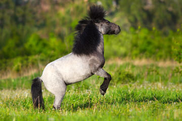 Fototapeta na wymiar Beautiful grey pony with long mane rearing up