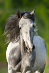 Fototapeta premium Biały koń srokaty z długą grzywą biegnie galopem na zielonej łące