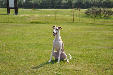 ウィペット（whippet）