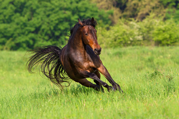 Bay horse run fast on spring field