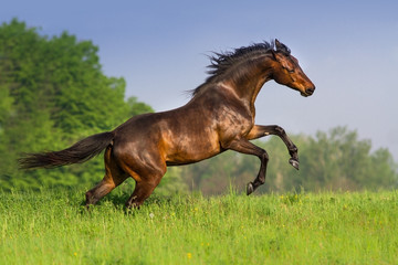 Beautiful bay horse rearing up in spring green field