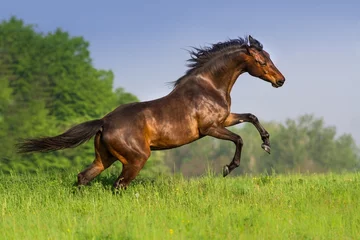 Keuken spatwand met foto Beautiful bay horse rearing up in spring green field © callipso88