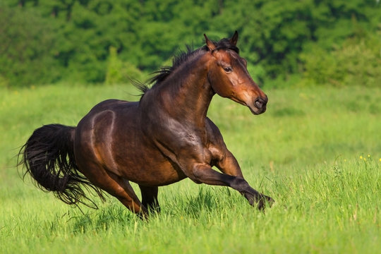 Bay horse run fast on spring field