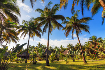 Naklejka na ściany i meble Beautiful summer view on palm trees with sunshine and a blue sky in Madagascar
