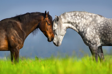 Fototapeta premium Para portret konia w zielone pastwiska wiosny. Komunikacja z końmi