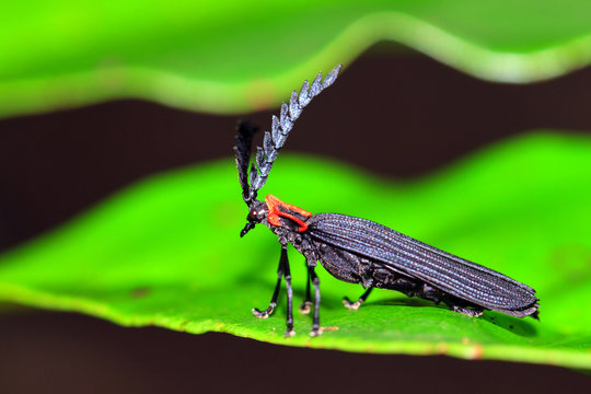 Some sort of net-winged beetle (species unknown, family Lycidae) in the rainforest jungle of the Masoala National Park in Madagascar