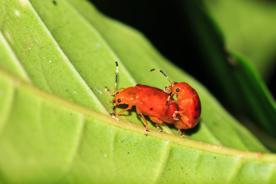 Small orange leaf beetles (unknown, family Chrysomelidae or Coccinellidae) in the rainforest of Masoala National Park in Madagascar