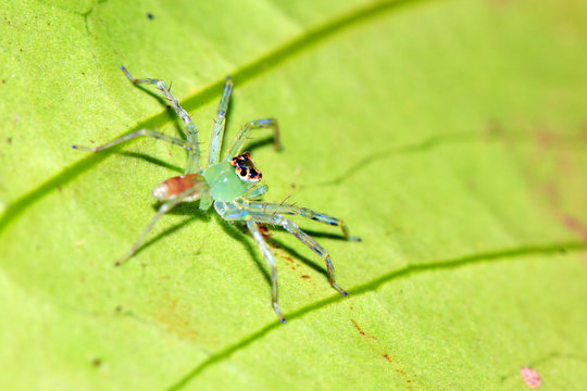 Green translucent jumping spider (species unknown, family Salticidae, maybe Lyssomanes) in the rainforest of Masoala National Park in Madagascar