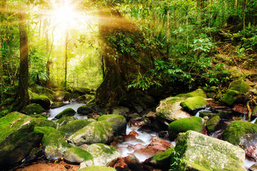 Beautiful view of a stream in the rainforest jungle of the Masoala National Park in Madagascar, a...