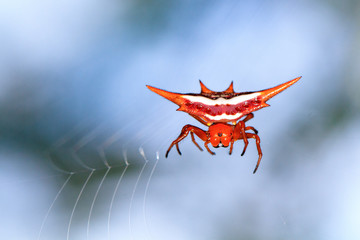 Spiny orb-weaver in the genus Gasteracantha (pres. Gasteracantha versicolor) in Andasibe national park, Madagascar